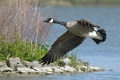 Canadese gans 2010 -02